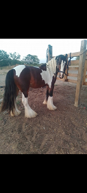 14hh 4-year-old cob gelding