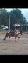 14hh 4-year-old cob gelding